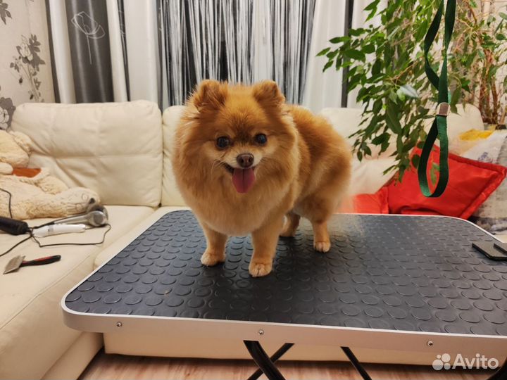 Грумер стрижка собак