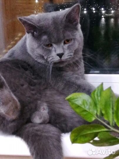 Британский кот, приглашает кошечку на вязку