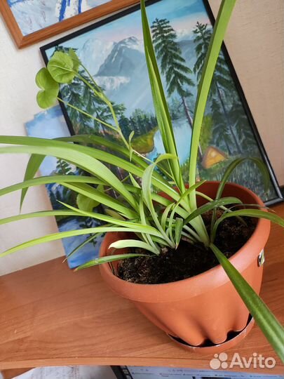 Хлорофитум продам