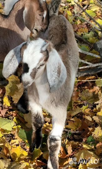 Нубийский козел