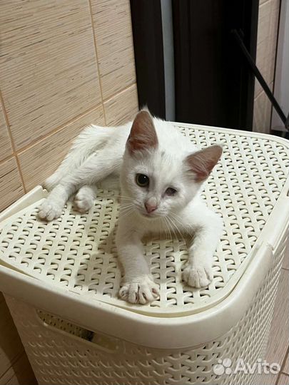 Кошка в дар