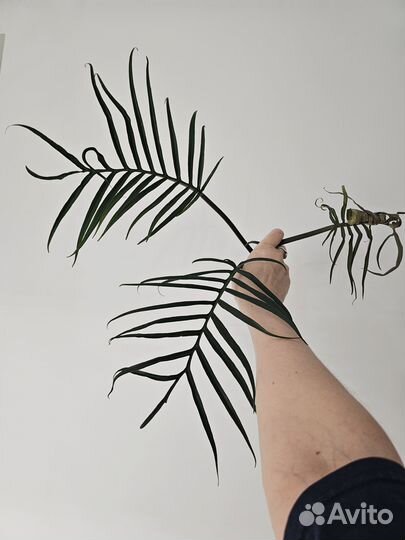 Филодендрон Тортум / Tortum