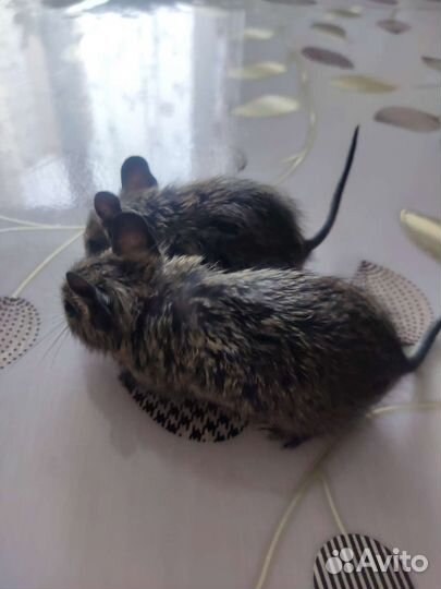 Дегу малыши