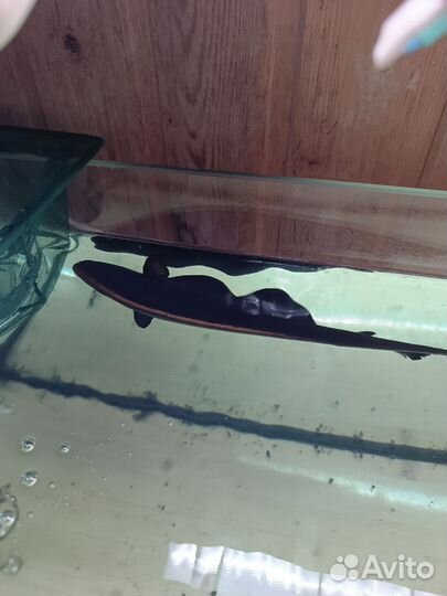 Черный нож рыбка