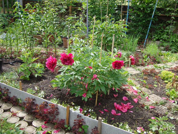 Пион Официналис Рубра Плена