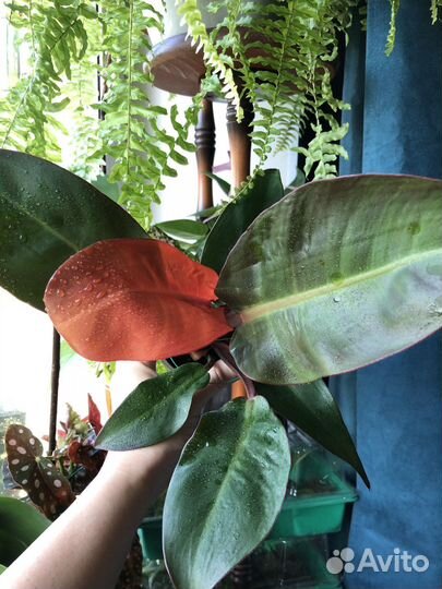 Филодендрон red sun