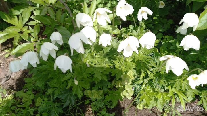 Саженцы клубники и малины