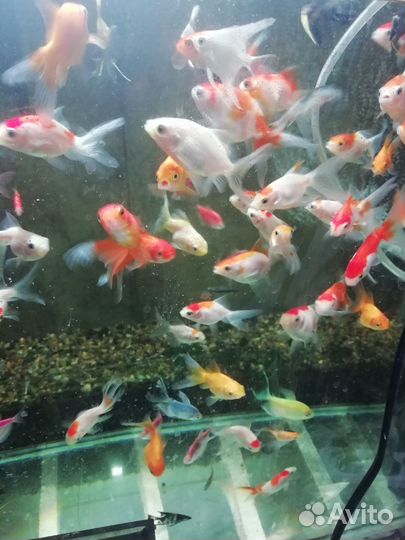 Аквариумные рыбки, водные геоцинты