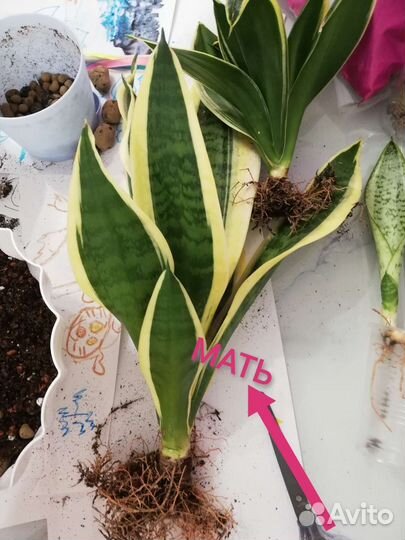 Сансевиерия Лауренти