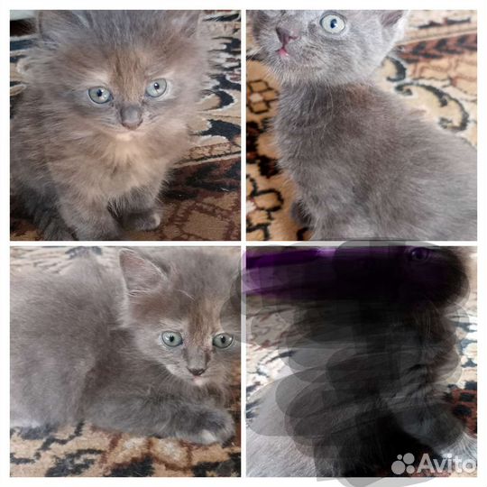 Кошка в дар бесплатно