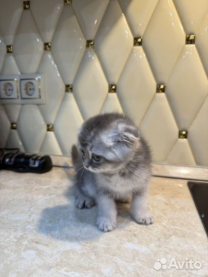 Шотландская