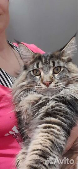 Котята Мейн-Кун