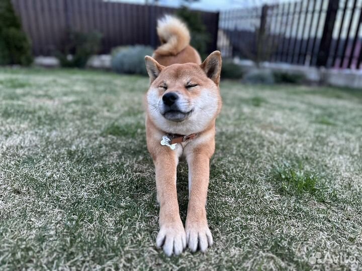 Кабель вязка саба ину