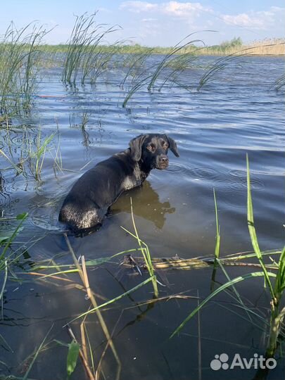 Курцхаар вязка