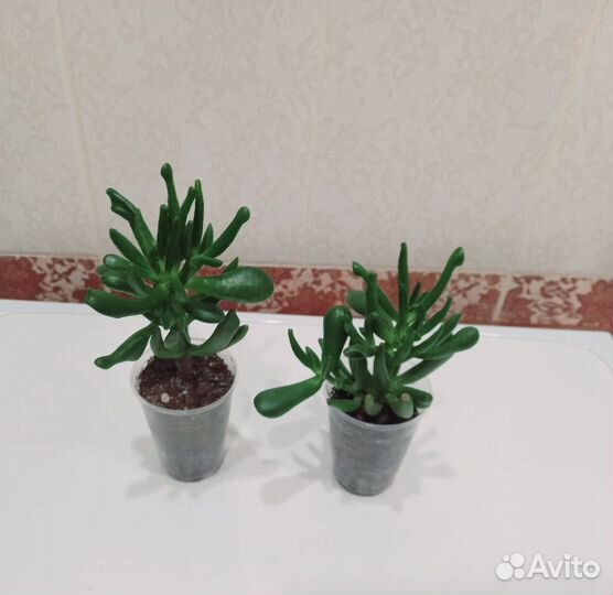 Крассула хоббит