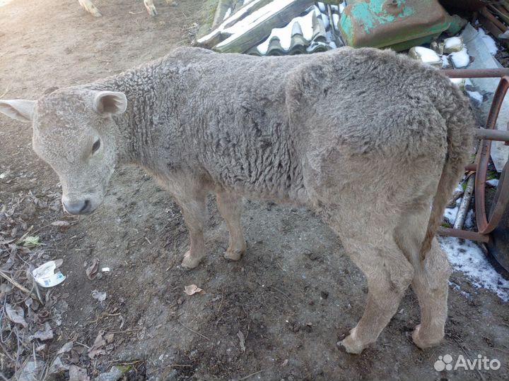 Очень красивая девочка