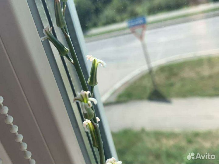 Хавортия.суккулент