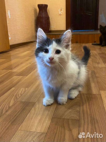 Котята в добрые руки бесплатно