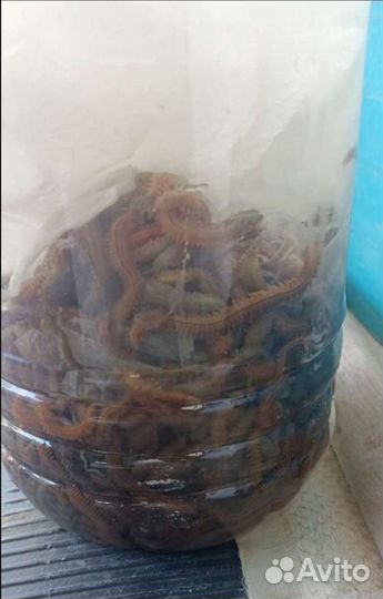 Нереис червяк