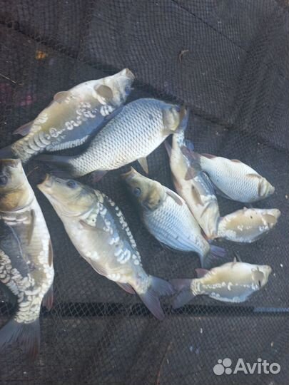 Малек карпа, толстолобика и амура для зарыбления