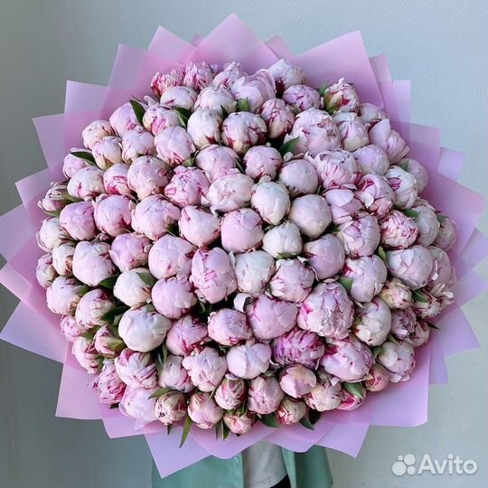 51 пионов с доставкой / пионы