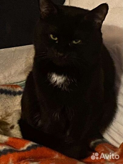 Кот в добрые руки