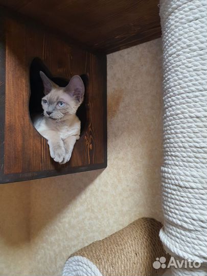 Девон-рекс вязка