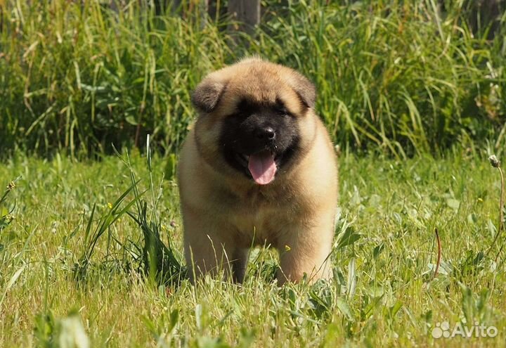 Щенки американской акиты