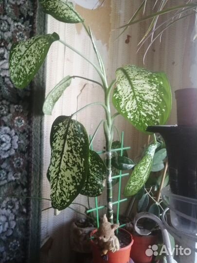 Цветок. Диффенбахия