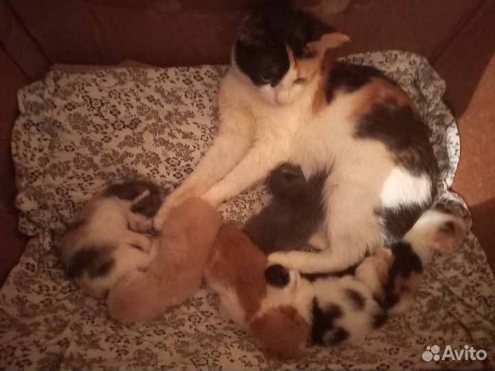 Котята в добрые руки