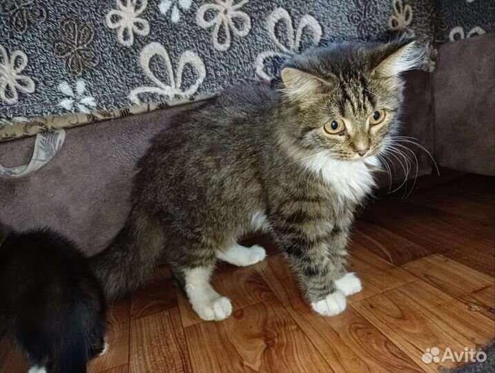 Кошка в дар бесплатно