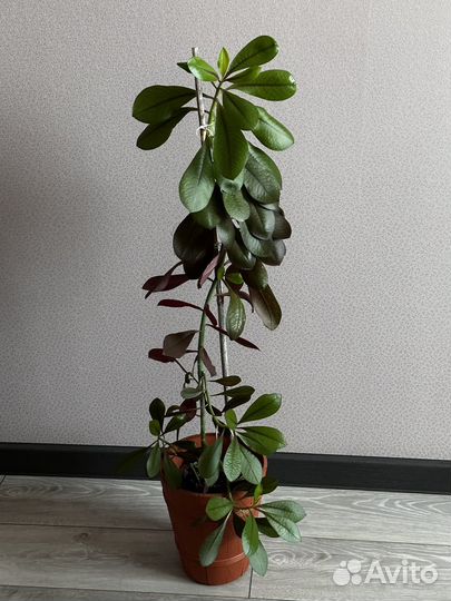 Комнатные растения, филодендрон,дифенбахия