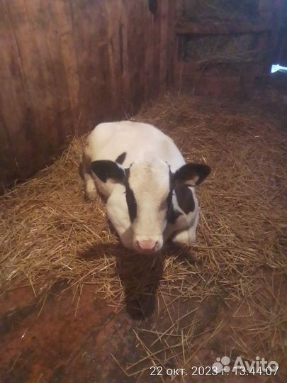 Бычёк голштин