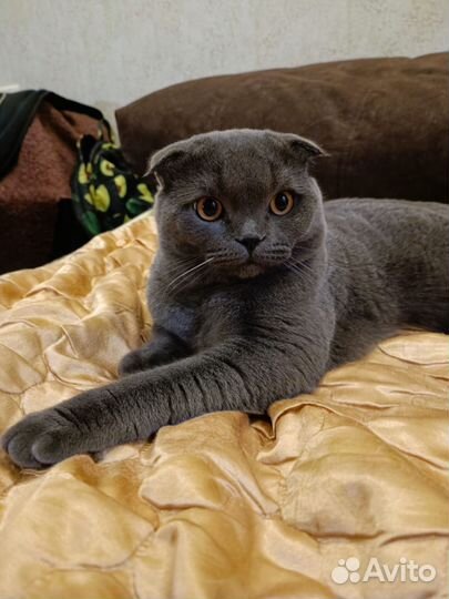 Британский кот вязка