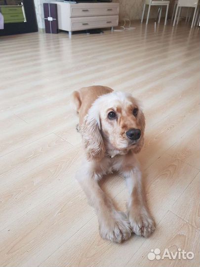 Отдам в добрые руки