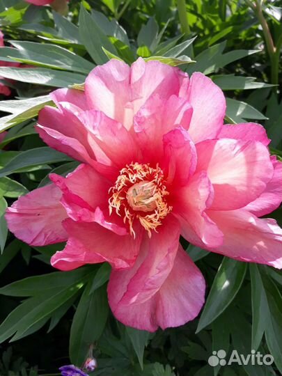 Ито-гибрид пиона Джулия Роуз