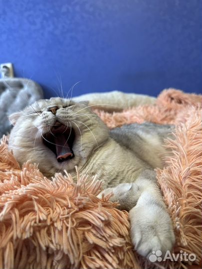 Кот для вязки