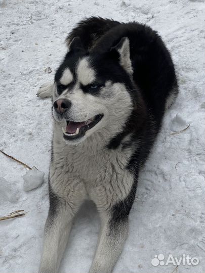 Хаски девочка