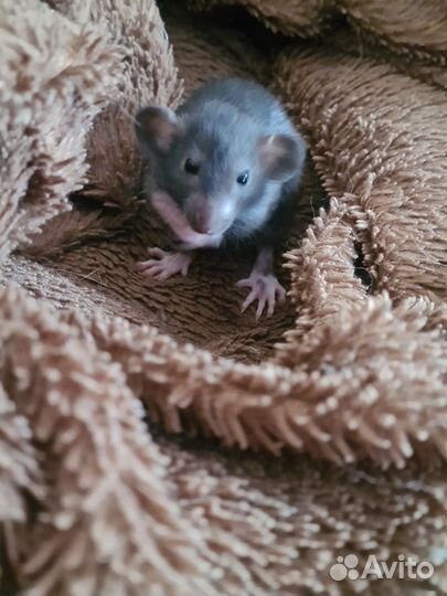 Декоративная крыса