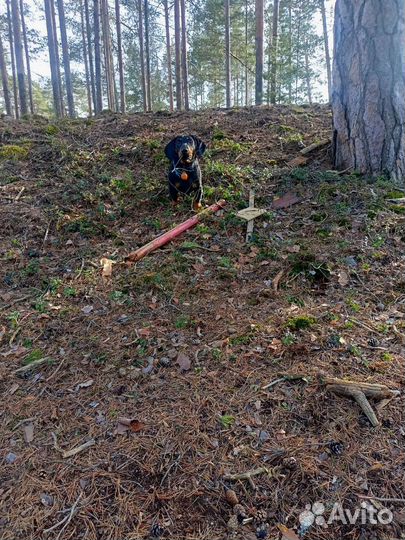 Вязка кобель такса