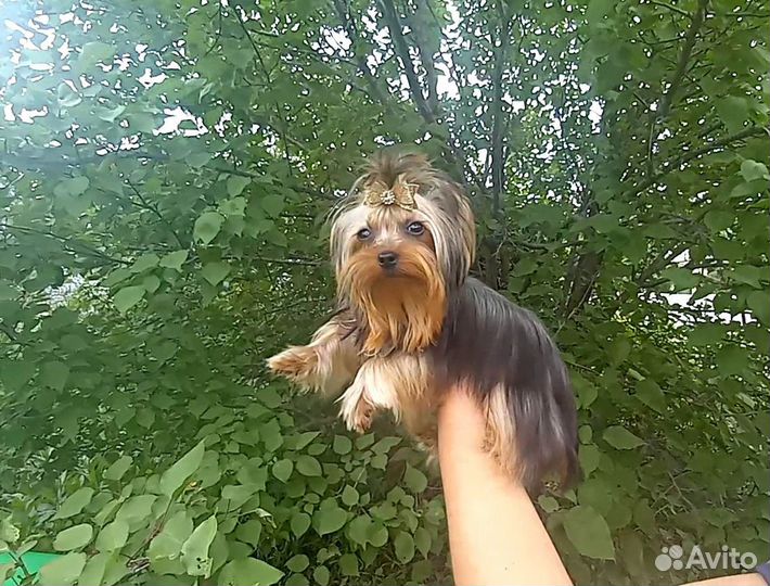 Йорк девочка супер мини