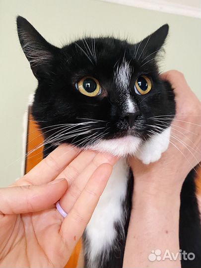 Очень спокойный, добрый черно-белый кот 8 мес