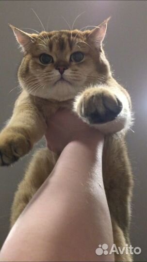 Шотландский кот вязка