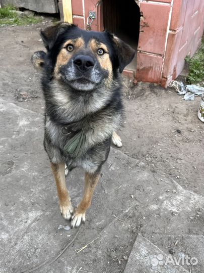 Собака-улыбака