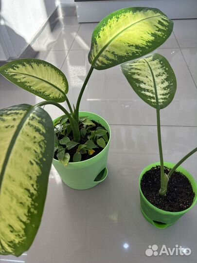 Диффенбахия