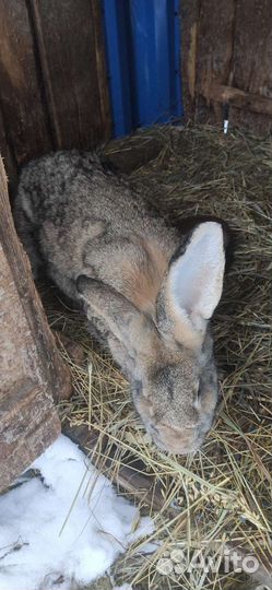 Кролики разных пород