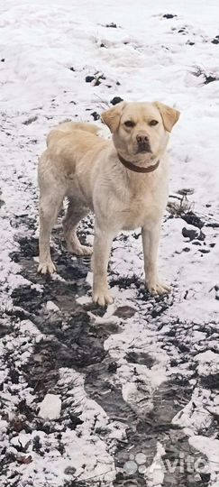 Барин девок захотел