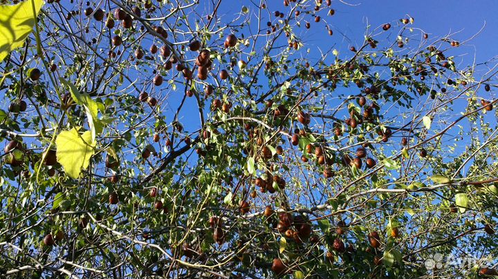 Лекарственные растения