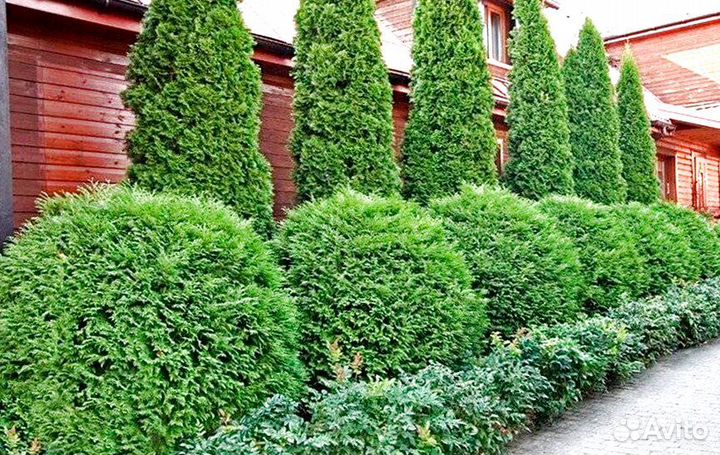 Туя западная Вудварди для ландшафтного дизайна