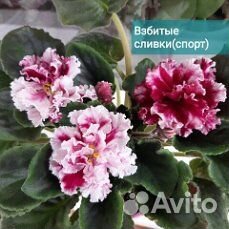 Фиалки. Детки